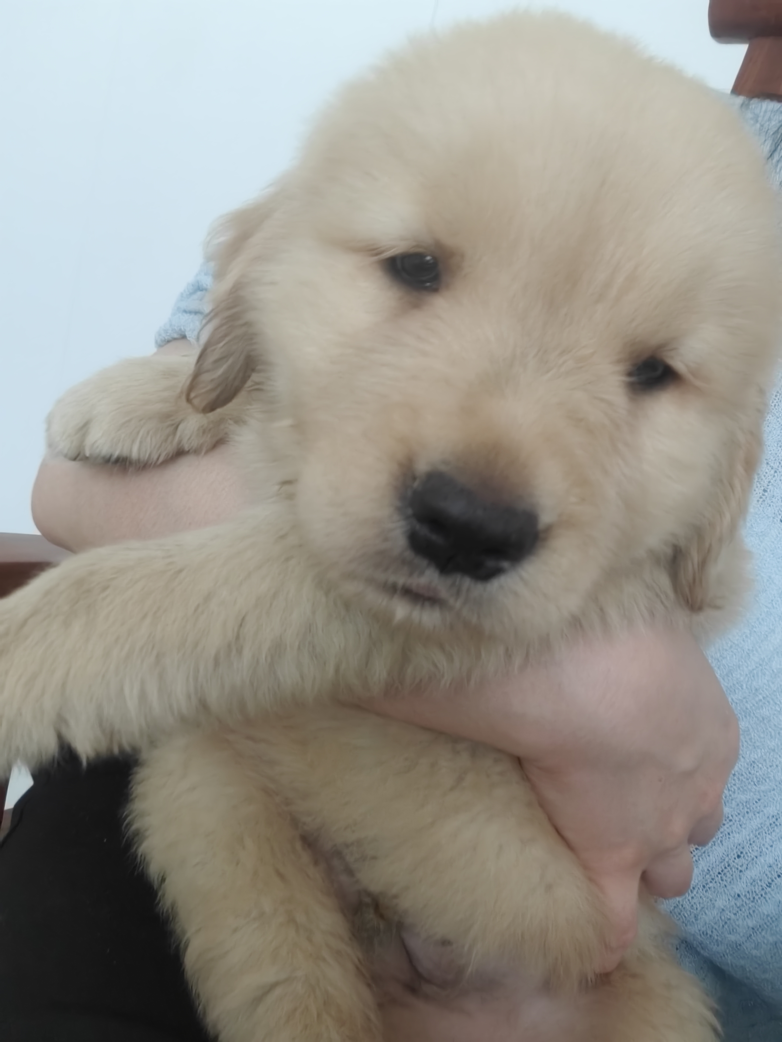 双血统金毛幼犬，要证书芯片费用单算